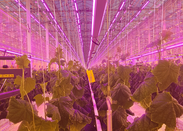 Фитосветильники и системы досветки для промышленных и частных теплиц: как выбрать эффективное решение